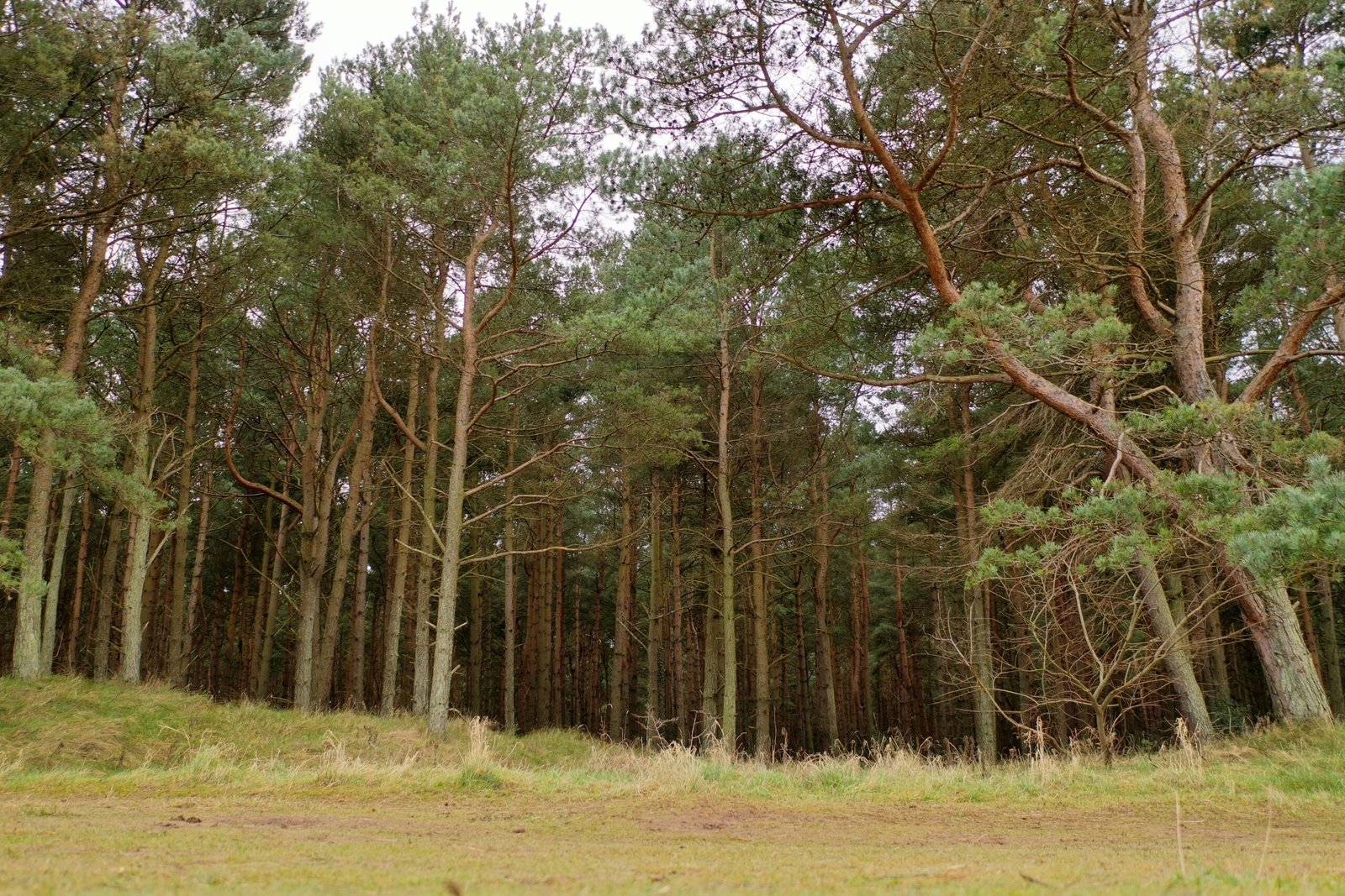 Belhaven Bay woodland